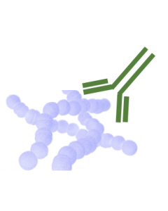 Rabbit Monoclonal Antibody Anti- Group A Streptococcus (GAS) (Clone RA0210)