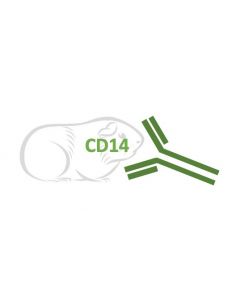 Rabbit Monoclonal Antibody Anti-Guinea Pig CD14 (Clone RA0024)