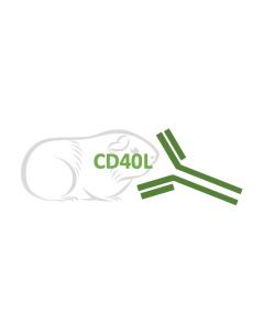 Rabbit Monoclonal Antibody Anti-Guinea Pig CD40L (Clone RA0032)