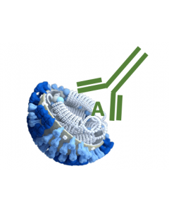 Rabbit Monoclonal Antibody Anti- Influenza A Nucleoprotein (NP) (Clone RA0220)