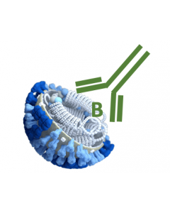 Rabbit Monoclonal Antibody Anti- Influenza B Nucleoprotein (NP) (Clone RA0214)