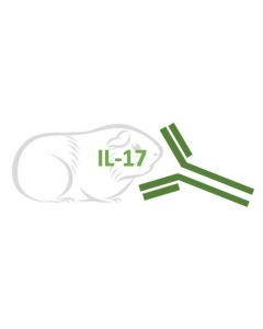 Rabbit Monoclonal Antibody Anti-Guinea Pig IL-17 (Clone RA0051)