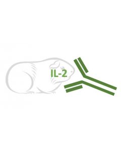 Rabbit Monoclonal Antibody Anti-Guinea Pig IL-2 (Clone RA0044)