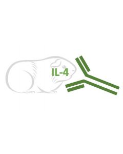 Rabbit Monoclonal Antibody Anti-Guinea Pig IL-4 (Clone RA0045)