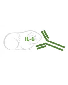 Rabbit Monoclonal Antibody Anti-Guinea Pig IL-6 (Clone RA0059)