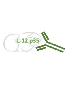 Rabbit Monoclonal Antibody Anti-Guinea Pig IL-12 p35 (Clone RA0081)