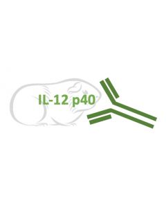 Rabbit Monoclonal Antibody Anti-Guinea Pig IL-12 p40 (Clone RA0075)