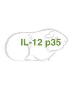 Guinea Pig Cytokine IL-12 p35