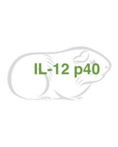Guinea Pig Cytokine IL-12 p40