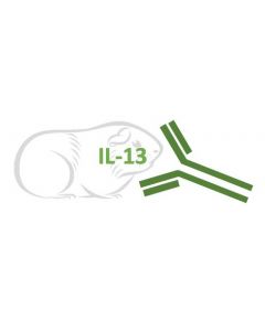 Rabbit Monoclonal Antibody Anti-Guinea Pig IL-13 (Clone RA0087)