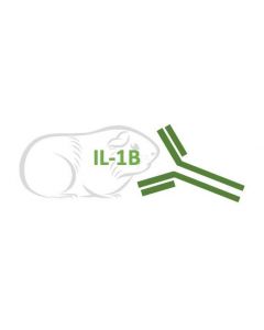 Rabbit Monoclonal Antibody Anti-Guinea Pig IL-1B (Clone RA0109)
