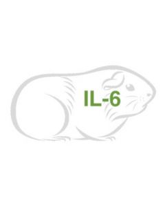 Guinea Pig Cytokine IL-6