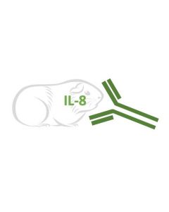 Rabbit Monoclonal Antibody Anti-Guinea Pig IL-8 (Clone RA0098)