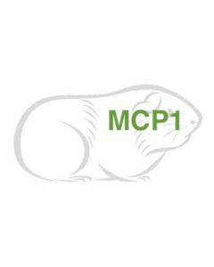 Guinea Pig Cytokine MCP1