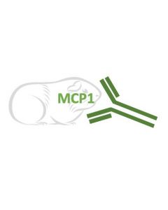 Rabbit Monoclonal Antibody Anti-Guinea Pig MCP1 (Clone RA0102)
