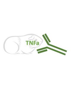 Rabbit Monoclonal Antibody Anti-Guinea Pig TNFa (Clone RA0091)