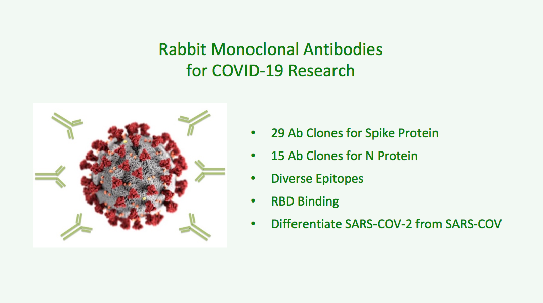 COVID-19 Rabbit Monoclonal Antibodies