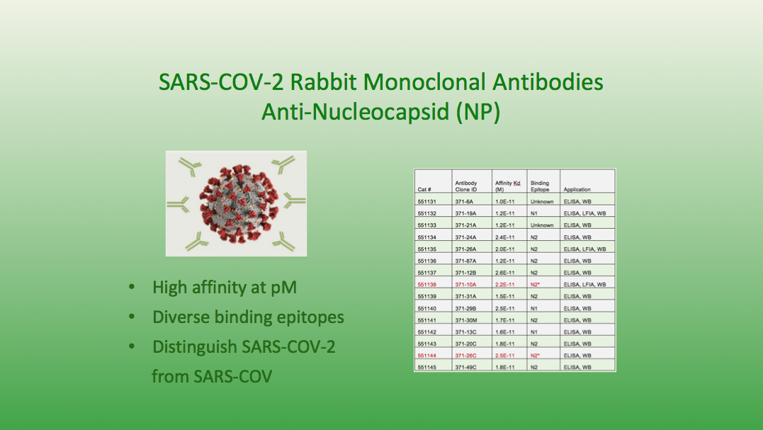 Anti SARS-COV-2 Nucleocapsid Antibody